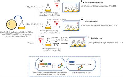 Strategies for Poly(3-hydroxybutyrate) Production Using a Cold-Shock Promoter in Escherichia coli